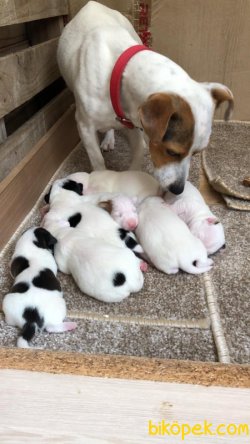 Jack Russell Yavrular 1