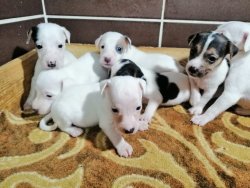 Jack Russell Yavrularımız 2