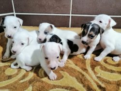 Jack Russell Yavrularımız 1