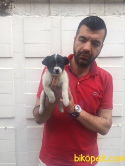 Jack Russell Yavrularımız 3