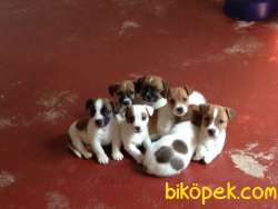 Jack Russell Yavrularımız Evinizin Neşesi Olacaktır 3