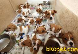 Jack Russell Yavrularımız Evinizin Neşesi Olacaktır 3