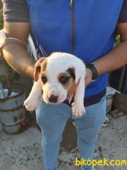 Jack Russell Yavrularımız Maskeli Saf Kan Bursa'da 5