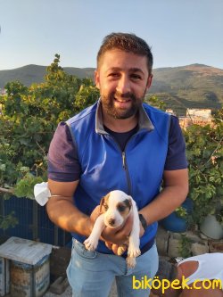 Jack Russell Yavrularımız Maskeli Saf Kan Bursa'da 1