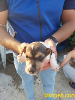 Jack Russell Yavrularımız Maskeli Saf Kan Bursa'da 4