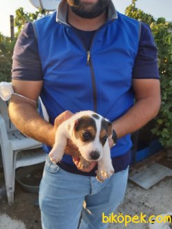 Jack Russell Yavrularımız Maskeli Saf Kan Bursa'da 2