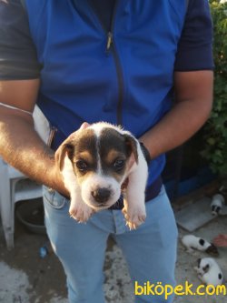Jack Russell Yavrularımız Maskeli Saf Kan Bursa'da 3