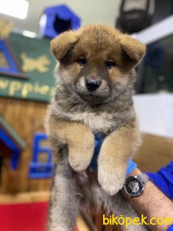 Japanese Akita Yavrularımız 4