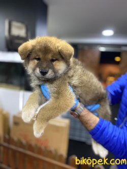 Japanese Akita Yavrularımız 1