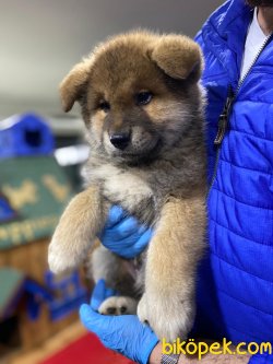 Japanese Akita Yavrularımız 2
