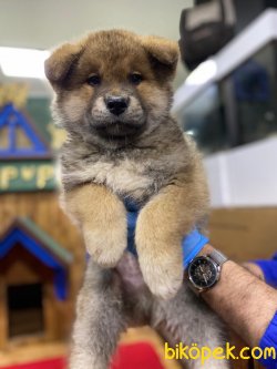 Japanese Akita Yavrularımız 3