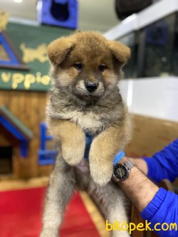 Japanese Akita Yavrularımız 5