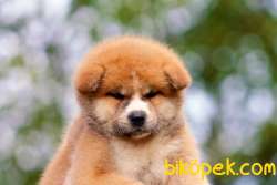 Japanese Akita Yavrularımız 3