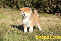 Japanese Akita Yavrularımız 4