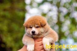 Japanese Akita Yavrularımız 1