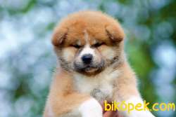 Japanese Akita Yavrularımız 2