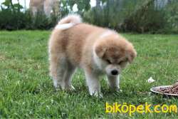 Japanese Akita Yavrularımız 2
