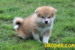 Japanese Akita Yavrularımız Sağlık Garantili 3
