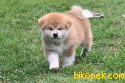 Japanese Akita Yavrularımız Sağlık Garantili 1