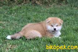 Japanese Akita Yavrularımız Sağlık Garantili 2