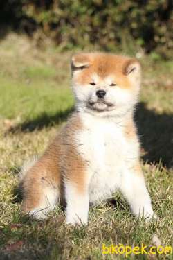 Japanese Akita Yavrularımız Sağlık Garantili 1