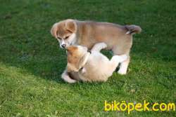 Japanese Akita Yavrularımız Sağlık Garantili 2