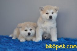 JAPON AKİTA 1