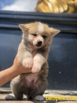 Japon Akita 3
