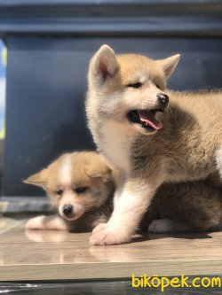 Japon Akita 1