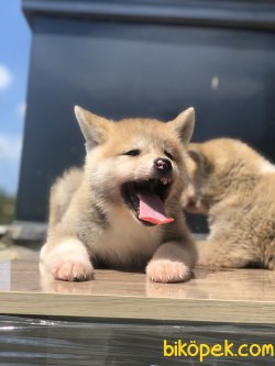 Japon Akita A Kalite Yavrular 3