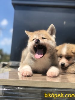 Japon Akita A Kalite Yavrular 2