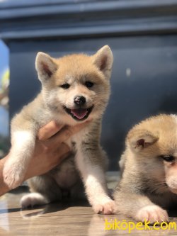 Japon Akita A Kalite Yavrular 1