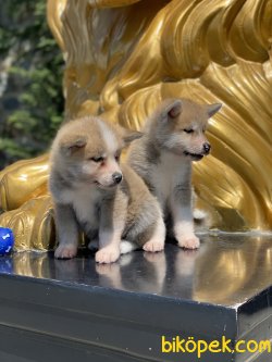 Japon Akita Inu Bebeklerimiz Özel Üretim 2