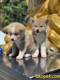 Japon Akita Inu Bebeklerimiz Özel Üretim 3