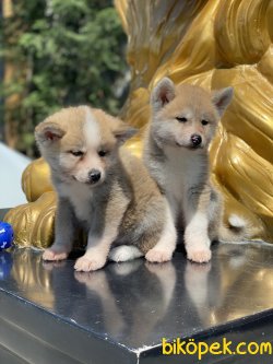 Japon Akita Inu Bebeklerimiz Özel Üretim 1