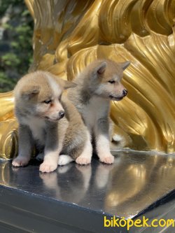 Japon Akita Inu Bebeklerimiz Özel Üretim 4