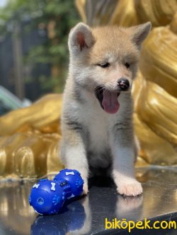 Japon Akita Inu Bebeklerimiz Özel Üretim 4