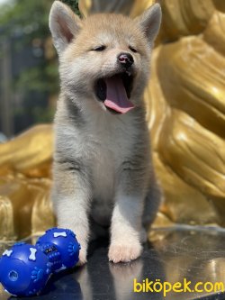 Japon Akita Inu Bebeklerimiz Özel Üretim 1