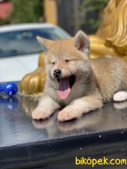 Japon Akita Inu Bebeklerimiz Özel Üretim 3