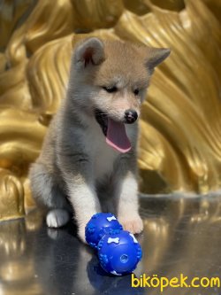 Japon Akita Inu Bebeklerimiz Özel Üretim 2