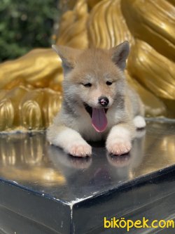 Japon Akita Inu Bebeklermiz Sarı Beyaz Kaliteli 4