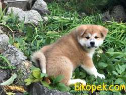 Japon Akita Inu Chipli Yavrular 2