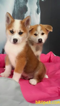 Japon Akita Inu (haçiko) Yavruları 4