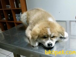 Japon Akita Inu Kaliteli Bebekler 2