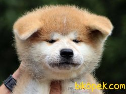 Japon Akita Inu Kaliteli Bebekler 1