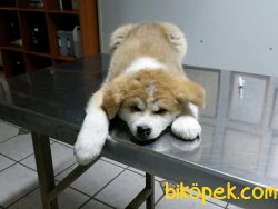 Japon Akita Inu Kaliteli Bebekler 3