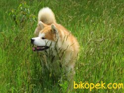Japon Akita Inu Orjinal Bebekler 3