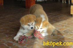 Japon Akita Inu Orjinal Bebekler 2