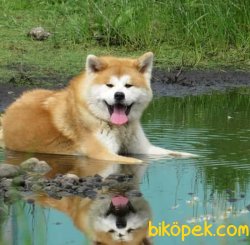 Japon Akita Inu Orjinal Bebekler 1