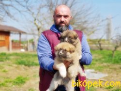 JAPON AKİTA İNU YAVRU 2